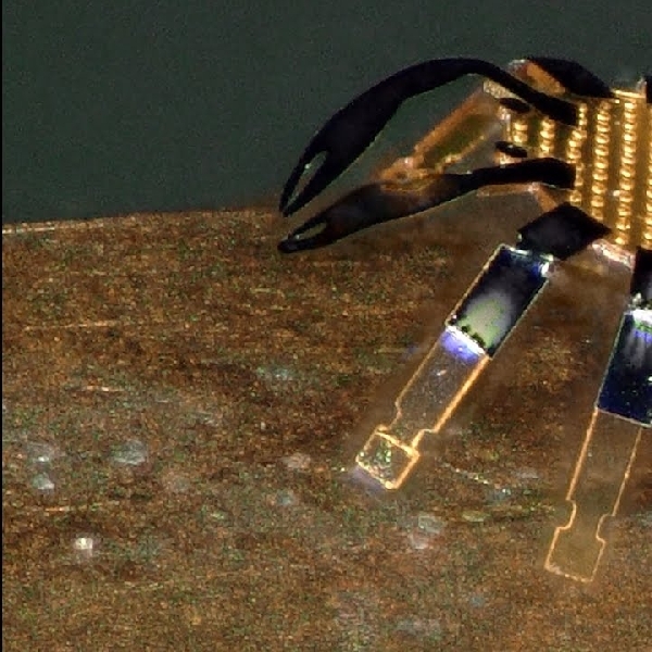 Ilmuwan Ini Buat Robot Kepiting Yang Lebih Kecil Dari Kutu